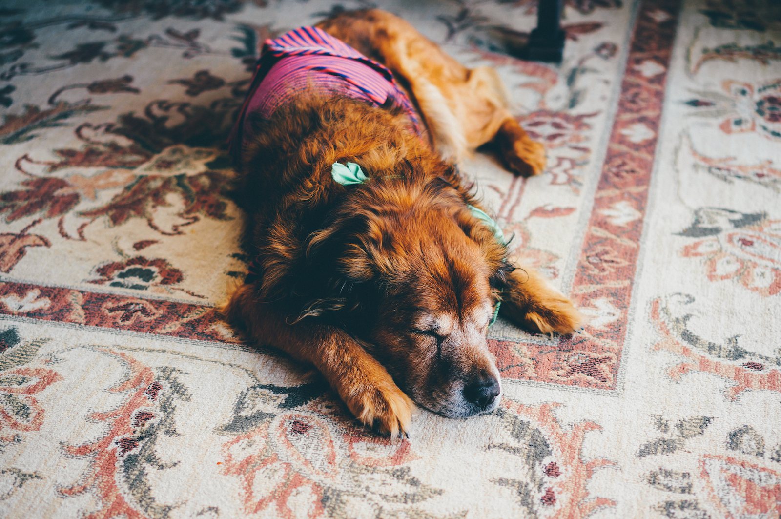 Duke taking a nap.