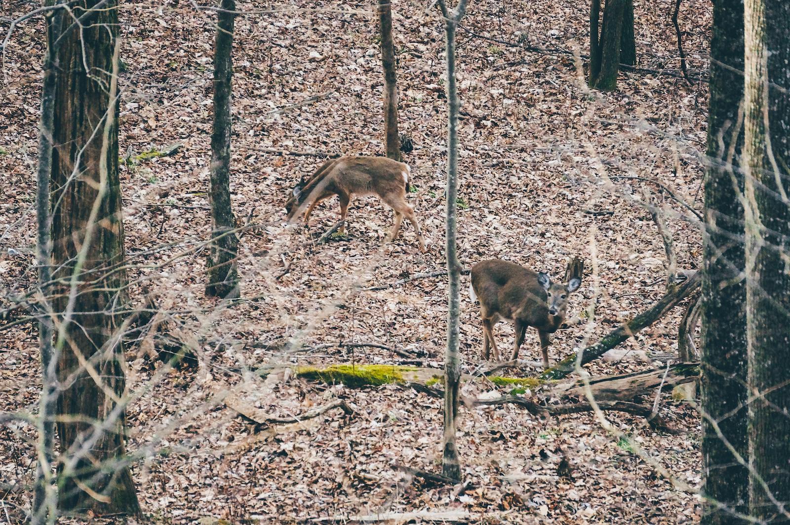 Deer seen from the deck of the Bent Tree Cabin.